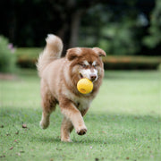 Durable Dog Chew Ball with Strong Rope – Tug Of War Interactive Fetch Toy for Dogs for Medium & Large Dogs