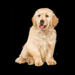 Load image into Gallery viewer, Heavy Duty Dog Chain Collar Gold Tone Stainless Steel Thick Link Training