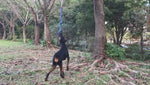 Load and play video in Gallery viewer, Spring Pole Dog Bungee Rope Toy – Outdoor Hanging Rope for Small to Large Dogs, Interactive Tug Toy for Tug-of-War, Pull Exercise &amp; Bite Training**
